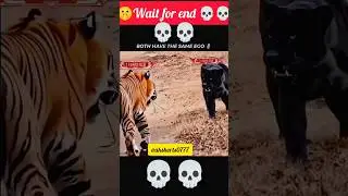 lage mafia 💀💀 #shorts #editing #animals #youtubeshort #trandingshorts #viralvideos #yt