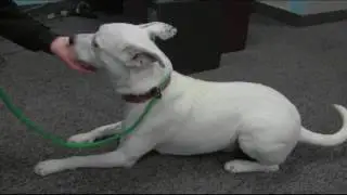 WMTR's Rock N Ruff with Spanky