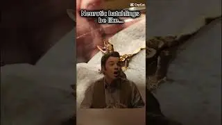 ##reptiles #reptile #pets #pet #animals #funny #comedy