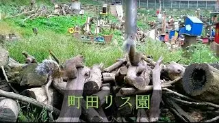 Squirrel park in Machida, Japan