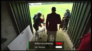 Iresh Coursing Derby 2024