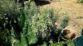 Bumblebee working on broccoli flowers.