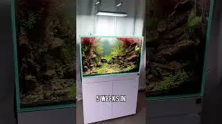 Aquascaping Growth Progress ft. Red Stem Plants #shorts