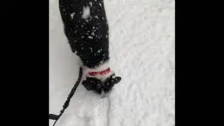 Stevie meets snow. #steviedog