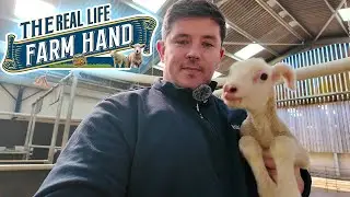 Настоящий фермерский работник &mdash; Мой первый день работы на ферме! &mdash; Неделя 1