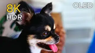 8K Cinematic Pets | Dogs & Cats Compilation for Pet Lovers | Epic Soundtrack for Dog & Cat Lovers