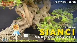 SIANCI JUARA / Ceri Barbados Super Meliuk Part 3