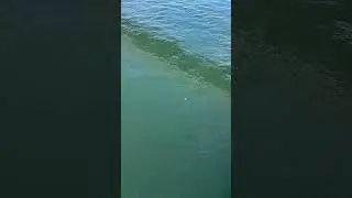 കുഞ്ഞൻ കണമ്പ് yellow eyed mullet