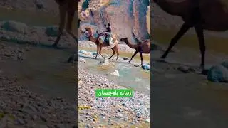balochistan life | balochistan village life | Village life | pakistan village | short video | gao