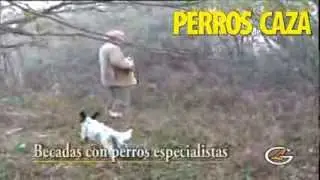 Caza de la becada con perros especialistas