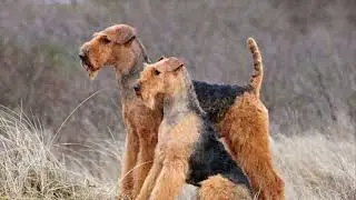 The origin of the airedale terrier.