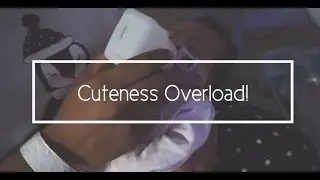 Cuteness Overload - SimiAllsmiles Vlog