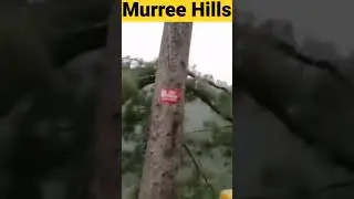 Murree Hills #shorts #youtubeshorts #youtube #pakistan #pakistani #nathiagali #murree #karachi