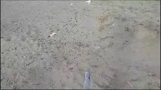 La Riserva di Focene? Terra di nessuno - Il Faro on line -