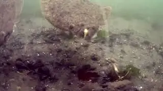 underwater camera view of bucktails for summer flounder / fluke fishing