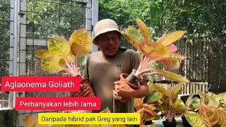 Aglaonema Goliath diperbanyak lebih lama daripada hibrid pak Greg yang lain #semiaglao #aglaonema