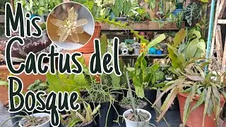 Acompa&ntilde;ame a rescatar mis cactus del Bosque.