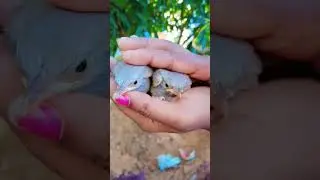 Thavittu kuruvi ☺️ (billed babbler birds) Rescue #birdslover #resucting #birdrescue #shortsvideo