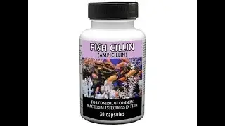 Fish Cillin (Ampicillin) 250 mg Caps