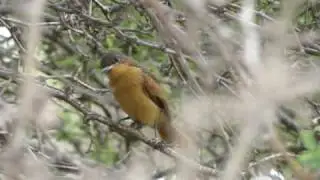 Myiarchus semirufus en Virrila, Piura