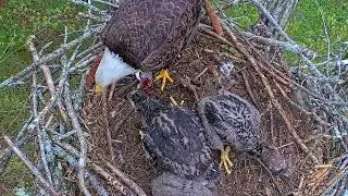 EP#406 #baldeagle Review birds in nest with nature #birdslovers #birdsounds #birdsnest #wildbirds
