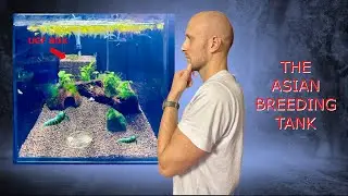 The Asian Style Breeding Tank with UGF for Caridina Blue Bolt Shrimps