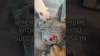 #pitbulllove #pitbulladvocate #funnypitbulls #funnydogs