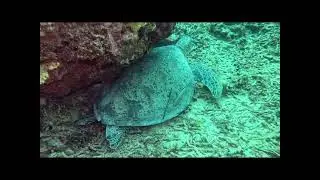 Deb and Chuck in Indonesia 2025  - Sea Turtles