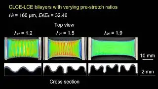 Stretching-relaxing process of CLCE-LCE bilayers with varying pre-stretch ratios