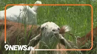 Goats help with weed management at Boulder park