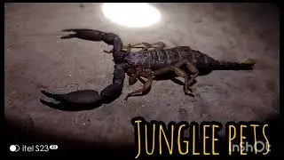 Himalayan 🦂 Scorpion  night video @jungleepets
