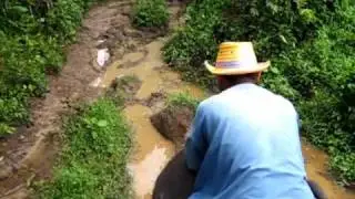 Elephant Riding near Krabi