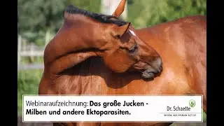 Aufzeichnung Webinar 