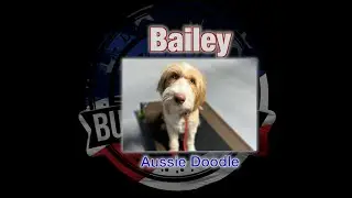 Bailey's 15 Day Transformation | 10 month old Aussie Doodle | New Braunfels, TX | #dogtraining #nbtx