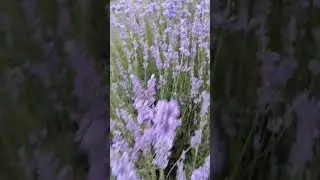 Лаванда 