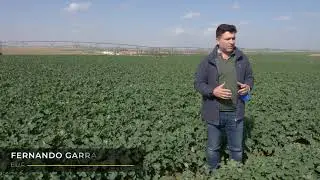 Colza de invierno - Control de gorgojo - Reportaje Directo al campo