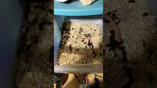 HOMESTEAD HACK! Grow Your Own MEALWORMS #backyardchickens #chicken #homestead #raisingchickens
