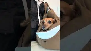 Dachshund at the Vet 🐶💉 | Shaking but Brave