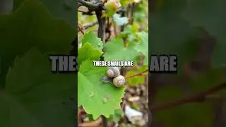 The Forgotten Vineyard Snails of Crete