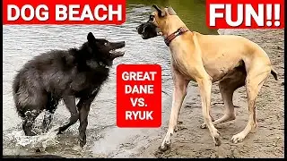 Wolfdog Pup Ryuk VS. Great Dane!