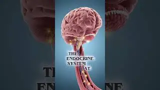 How the Water and the Liquid Works In the Body