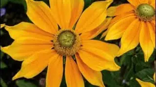(42) 20.01.26 (පාලි භාෂාවතරණය) _ (03) පූජණීය තලාතුඔය ඤාණගවේසී ස්වාමීන් වහන්සේ.