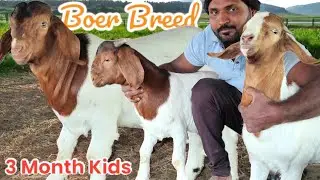 African Boer Goat Kids - 2nd Generation Boer Kids From Nirmiti Boer Goat Farm, Palus