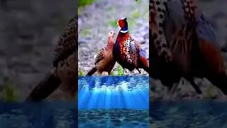 #trending #discovery #tiktok #shortvideo