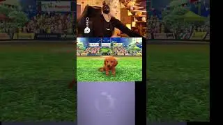 Entra&icirc;nement Chien  Mon Chien Trop Riche au Parc! #anyme #humour#nintendogs #funny @AnymeTV