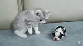 Cat and dog love @Babiesleah @Pets-collective @petcollective