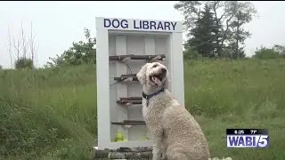 &lsquo;Happy dog owners & happy dogs&rsquo;: Sandy Point Beach debuts &lsquo;Dog Library&rsquo;