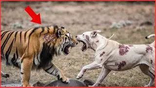 Most Powerful Dog Breeds In The World