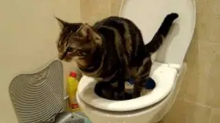 Mel Mel Cat using human toilet