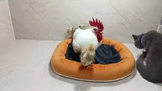 Funny Animals Video of 2024😛🐶The rooster claiming the kitten's bed